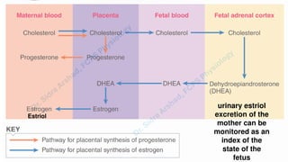 Pregnacny, Parturition, and Lactation.pdf