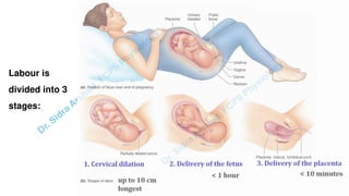Pregnacny, Parturition, and Lactation.pdf