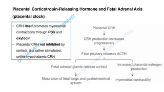 Pregnacny, Parturition, and Lactation.pdf