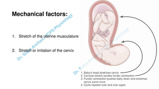 Pregnacny, Parturition, and Lactation.pdf