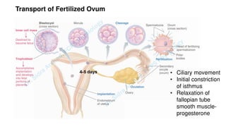 Pregnacny, Parturition, and Lactation.pdf