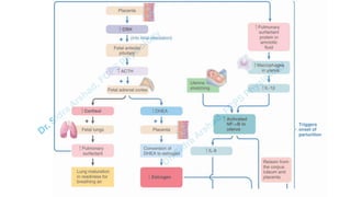 Pregnacny, Parturition, and Lactation.pdf