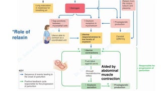 Pregnacny, Parturition, and Lactation.pdf
