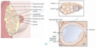 Pregnacny, Parturition, and Lactation.pdf