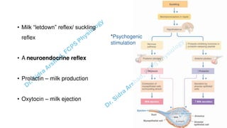Pregnacny, Parturition, and Lactation.pdf