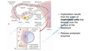 Pregnacny, Parturition, and Lactation.pdf