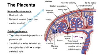 Pregnacny, Parturition, and Lactation.pdf