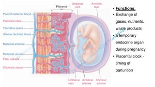 Pregnacny, Parturition, and Lactation.pdf