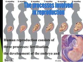 Human reproduction consists of
three processes: fertilisation,
the development of the embryo and
birth.

 