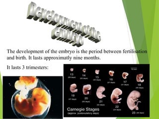 The development of the embryo is the period between fertilisation
and birth. It lasts approximatly nine months.
It lasts 3 trimesters:

 