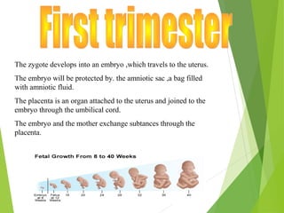 The zygote develops into an embryo ,which travels to the uterus.
The embryo will be protected by. the amniotic sac ,a bag filled
with amniotic fluid.
The placenta is an organ attached to the uterus and joined to the
embryo through the umbilical cord.
The embryo and the mother exchange subtances through the
placenta.

 