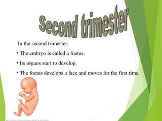 In the second trimester:
• The embryo is called a foetus.
• Its organs start to develop.
• The foetus develops a face and moves for the first time.

 