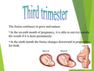 The foetus continues to grow and mature.
• In the seventh month of pregnancy, it is able to survive outside
the womb if it is born prematurely.
• In the ninth month the foetus changes downward in preparation
for birth.

 