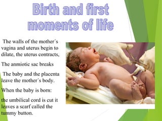 The walls of the mother´s
vagina and uterus begin to
dilate, the uterus contracts,
The anmiotic sac breaks
The baby and the placenta
leave the mother´s body.
When the baby is born:
the umbilical cord is cut it
leaves a scarf called the
tummy button.

 