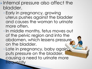  Internal pressure also affect the
bladder.
◦ Early in pregnancy, growing
uterus pushes against the bladder
and causes the woman to urinate
more often.
◦ In middle months, fetus moves out
of the pelvic region and into the
abdomen, which lessens pressure
on the bladder.
◦ Late in pregnancy, baby again
puts pressure on the bladder,
causing a need to urinate more
frequently
 
