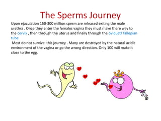 Upon ejaculation 150-300 million sperm are released exiting the male
urethra . Once they enter the females vagina they must make there way to
the cervix , then through the uterus and finally through the oviduct/ fallopian
tube
Most do not survive this journey . Many are destroyed by the natural acidic
environment of the vagina or go the wrong direction. Only 100 will make it
close to the egg.
 