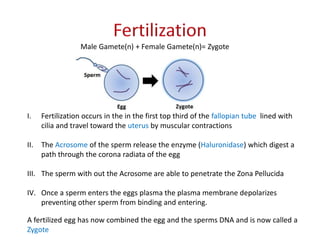 Male Gamete(n) + Female Gamete(n)= Zygote
I. Fertilization occurs in the in the first top third of the fallopian tube lined with
cilia and travel toward the uterus by muscular contractions
II. The Acrosome of the sperm release the enzyme (Haluronidase) which digest a
path through the corona radiata of the egg
III. The sperm with out the Acrosome are able to penetrate the Zona Pellucida
IV. Once a sperm enters the eggs plasma the plasma membrane depolarizes
preventing other sperm from binding and entering.
A fertilized egg has now combined the egg and the sperms DNA and is now called a
Zygote
 