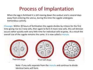 When the egg is fertilized it is still moving down the oviduct and is several days
away from entering the uterus, during this time the zygote undergoes
tremendous activity.
Cleavage: Within 30 hours of fertilization the zygote divides by mitosis for the first
time giving rise to 2 new cells, then again to form 4 more new cells, this cell division
occurs rather quickly with very little time for individual cells to grow,. As a result the
overall size of the zygote remains the same. It is now called a morula.
Note: if any calls separate from the morula and continue to divide
identical twins will form
 