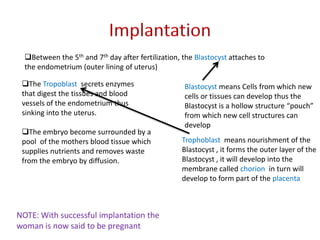The embryo become surrounded by a
pool of the mothers blood tissue which
supplies nutrients and removes waste
from the embryo by diffusion.
Trophoblast means nourishment of the
Blastocyst , it forms the outer layer of the
Blastocyst , it will develop into the
membrane called chorion in turn will
develop to form part of the placenta
Blastocyst means Cells from which new
cells or tissues can develop thus the
Blastocyst is a hollow structure “pouch”
from which new cell structures can
develop
Between the 5th and 7th day after fertilization, the Blastocyst attaches to
the endometrium (outer lining of uterus)
The Tropoblast secrets enzymes
that digest the tissues and blood
vessels of the endometrium thus
sinking into the uterus.
NOTE: With successful implantation the
woman is now said to be pregnant
 