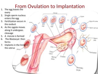 1. The egg leaves the
ovary
2. Single sperm nucleus
enters the egg
3. Fertilization occurs in
the oviduct
4. As the zygote moves
along it undergoes
cleavage
5. A morula is formed
6. The Blastocyst then
forms
7. Implants in the lining of
the uterus
 