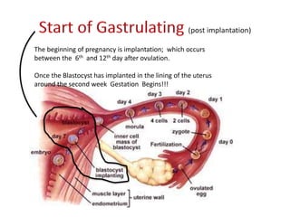 The beginning of pregnancy is implantation; which occurs
between the 6th and 12th day after ovulation.
Once the Blastocyst has implanted in the lining of the uterus
around the second week Gestation Begins!!!
 