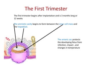 The first trimester begins after implantation and is 3 months long or
12 weeks
The amniotic cavity begins to form between the inner cell mass and
the tropoblast.
The anionic sac protects
the developing fetus from
infection, impact , and
changes in temperature
 