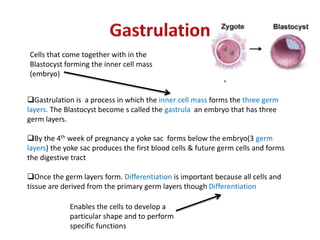 Gastrulation is a process in which the inner cell mass forms the three germ
layers. The Blastocyst become s called the gastrula an embryo that has three
germ layers.
By the 4th week of pregnancy a yoke sac forms below the embryo(3 germ
layers) the yoke sac produces the first blood cells & future germ cells and forms
the digestive tract
Once the germ layers form. Differentiation is important because all cells and
tissue are derived from the primary germ layers though Differentiation
Enables the cells to develop a
particular shape and to perform
specific functions
Cells that come together with in the
Blastocyst forming the inner cell mass
(embryo)
 