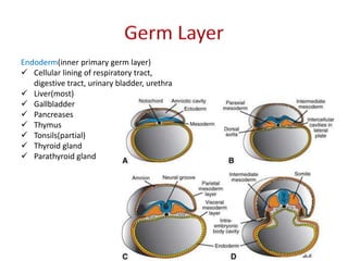 Endoderm(inner primary germ layer)
 Cellular lining of respiratory tract,
digestive tract, urinary bladder, urethra
 Liver(most)
 Gallbladder
 Pancreases
 Thymus
 Tonsils(partial)
 Thyroid gland
 Parathyroid gland
 