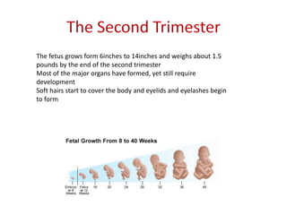 The fetus grows form 6inches to 14inches and weighs about 1.5
pounds by the end of the second trimester
Most of the major organs have formed, yet still require
development
Soft hairs start to cover the body and eyelids and eyelashes begin
to form
 
