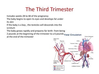 Includes weeks 28 to 40 of the pregnancy
The baby begins to open its eyes and develops fat under
its skin
If the baby is a boy , the testicles will descends into the
scrotum
The baby grows rapidly and prepares for birth- from being
2 pounds at the beginning of the trimester to a 6 pounds
at the end of the trimester
 