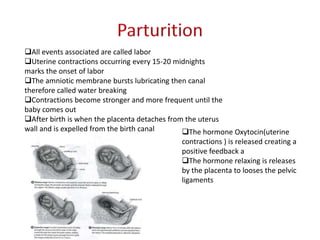 All events associated are called labor
Uterine contractions occurring every 15-20 midnights
marks the onset of labor
The amniotic membrane bursts lubricating then canal
therefore called water breaking
Contractions become stronger and more frequent until the
baby comes out
After birth is when the placenta detaches from the uterus
wall and is expelled from the birth canal The hormone Oxytocin(uterine
contractions ) is released creating a
positive feedback a
The hormone relaxing is releases
by the placenta to looses the pelvic
ligaments
 