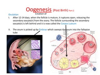 Oogenesis (Post Birth) Part 2
Ovulation
I. After 12-14 days, when the follicle is mature, it ruptures open, releasing the
secondary oocyte(n) from the ovary. The follicle surrounding the secondary
oocyte(n) is left behind and it is now called the Corpse Luteum
II. The ovum is picked up by fimbrae which sweeps the ovum into the fallopian
tube
Creation of
 