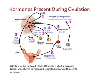 Cells from the ruptured follicle differentiate into the corpuses
luteum which keeps estrogen and progesterone high until placenta
develops.
 