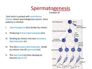 Creation of
Each testis is packed with somniferous
tubules where spermatogenesis occurs. Once
puberty is initiated:
I. Spermatogonium(2n) divides by mitosis
II. Producing Primary Spermatocytes(2n)
III. Dividing by meiosis into two Secondary
Spermatocytes (n)
IV. The (2)Secondary Spermatocytes divide
by meiosis into (4) Spermatids(n)
V. The Spermatids(n) then develop to
become Sperm (n)
 