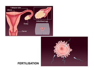 FERTILISATION
 