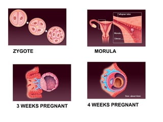 ZYGOTE MORULA
3 WEEKS PREGNANT 4 WEEKS PREGNANT
 