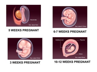 5 WEEKS PREGNANT 6-7 WEEKS PREGNANT
10-12 WEEKS PREGNANT3 WEEKS PREGNANT
 