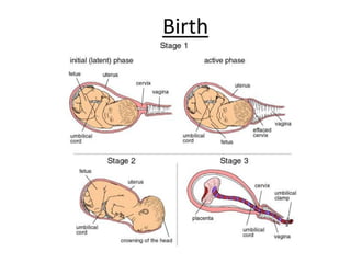 Pregnancy and birth