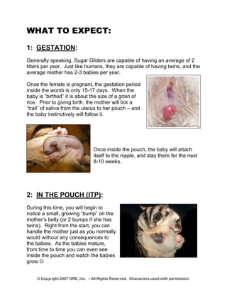 WHAT TO EXPECT: 
1: GESTATION: 
Generally speaking, Sugar Gliders are capable of having an average of 2 litters per year. Just like humans, they are capable of having twins, and the average mother has 2-3 babies per year. 
Once the female is pregnant, the gestation period inside the womb is only 15-17 days. When the baby is “birthed” it is about the size of a grain of rice. Prior to giving birth, the mother will lick a “trail” of saliva from the uterus to her pouch – and the baby instinctively will follow it. 
Once inside the pouch, the baby will attach itself to the nipple, and stay there for the next 8-10 weeks. 
2: IN THE POUCH (ITP): 
During this time, you will begin to notice a small, growing “bump” on the mother’s belly (or 2 bumps if she has twins). Right from the start, you can handle the mother just as you normally would without any consequences to the babies. As the babies mature, from time to time you can even see inside the pouch and watch the babies grow ☺ 
© Copyright 2007 GRE, Inc. – All Rights Reserved. Characters used with permission. 
 