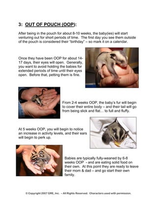 3: OUT OF POUCH (OOP): 
After being in the pouch for about 8-10 weeks, the baby(ies) will start venturing out for short periods of time. The first day you see them outside of the pouch is considered their “birthday” – so mark it on a calendar. 
Once they have been OOP for about 14- 17 days, their eyes will open. Generally, you want to avoid holding the babies for extended periods of time until their eyes open. Before that, petting them is fine. 
© Copyright 2007 GRE, Inc. – All Rights Reserved. Characters used with permission. 
From 2-4 weeks OOP, the baby’s fur will begin to cover their entire body – and their tail will go from being slick and flat… to full and fluffy. 
At 5 weeks OOP, you will begin to notice an increase in activity levels, and their ears will begin to perk up. 
Babies are typically fully-weaned by 6-8 weeks OOP - and are eating solid food on their own. At this point they are ready to leave their mom & dad – and go start their own family.  