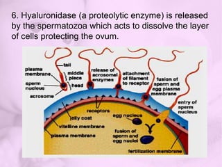 4. Spermatozoa deposited in the vagina reaches the cervix of uterus within 90 seconds after deposition ant the outer end of the fallopian tube in 5 minutes. The functional life of spermatozoa is 48 hours.