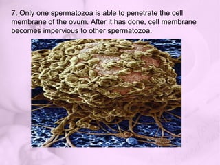 5. Spermatozoa move by means of their flagella (tails) and uterine contraction through the cervix, the body of uterus toward the waiting ovum. All the spermatozoa that reaches the ovum cluster around the ovum’s protective layer of corona cells