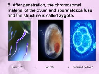 6. Hyaluronidase(a proteolytic enzyme) is released by the spermatozoa which acts to dissolve the layer of cells protecting the ovum.