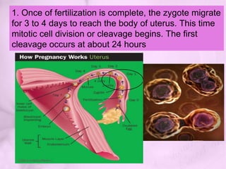 8. After penetration, the chromosomal material of the ovum and spermatozoa fuse and the structure is called zygote.Sperm (23)               +             Egg (23)                    =     Fertilized Cell (46)
