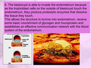 4. The cells in the outer ring are known as trophoblast cells. They are the part of the structure that forms the placenta and membrane the inner cell called erythroblast cells is the portion that forms the embryo.