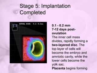 Stage 3: Implantation Begins0.1 - 0.2 mm4 days post-ovulationAbout four days after fertilization, the egg enters the uterine cavity.Cell division continues, forming a cavity in the center of the egg. Cells flatten and compact on the inside of the cavity.The entire structure is now called a blastocyst.