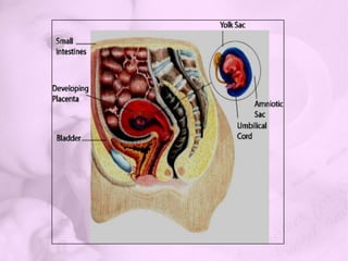 Stage 4: Implantation Begins0.1 - 0.2 mm5 - 6 days post-ovulationThe blastocyst "hatches" around the sixth dayThe implantation site becomes swollen with new capillaries, and blood circulation begins