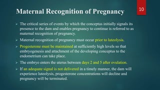 Maternal Recognition of Pregnancy
 The critical series of events by which the conceptus initially signals its
presence to the dam and enables pregnancy to continue is referred to as
maternal recognition of pregnancy.
 Maternal recognition of pregnancy must occur prior to luteolysis.
 Progesterone must be maintained at sufficiently high levels so that
embryogenesis and attachment of the developing conceptus to the
endometrium can take place.
 The embryo enters the uterus between days 2 and 5 after ovulation.
 If an adequate signal is not delivered in a timely manner, the dam will
experience luteolysis, progesterone concentrations will decline and
pregnancy will be terminated.
10
 