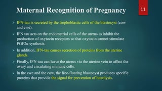 Maternal Recognition of Pregnancy
 IFN-tau is secreted by the trophoblastic cells of the blastocyst (cow
and ewe).
 IFN tau acts on the endometrial cells of the uterus to inhibit the
production of oxytocin receptors so that oxytocin cannot stimulate
PGF2α synthesis.
 In addition, IFN-tau causes secretion of proteins from the uterine
glands.
 Finally, IFN-tau can leave the uterus via the uterine vein to affect the
ovary and circulating immune cells.
 ln the ewe and the cow, the free-floating blastocyst produces specific
proteins that provide the signal for prevention of luteolysis.
11
 