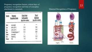 Pregnancy recognition factors, critical days of
pregnancy recognition and time of conceptus
attachment in mammals Maternal Recognition of Pregnancy
13
 